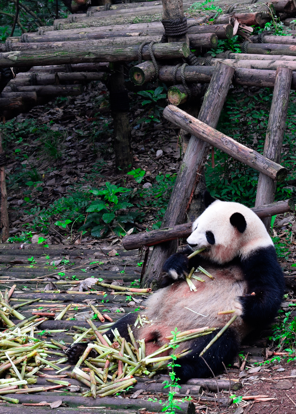 Panda Breeding Sanctuary