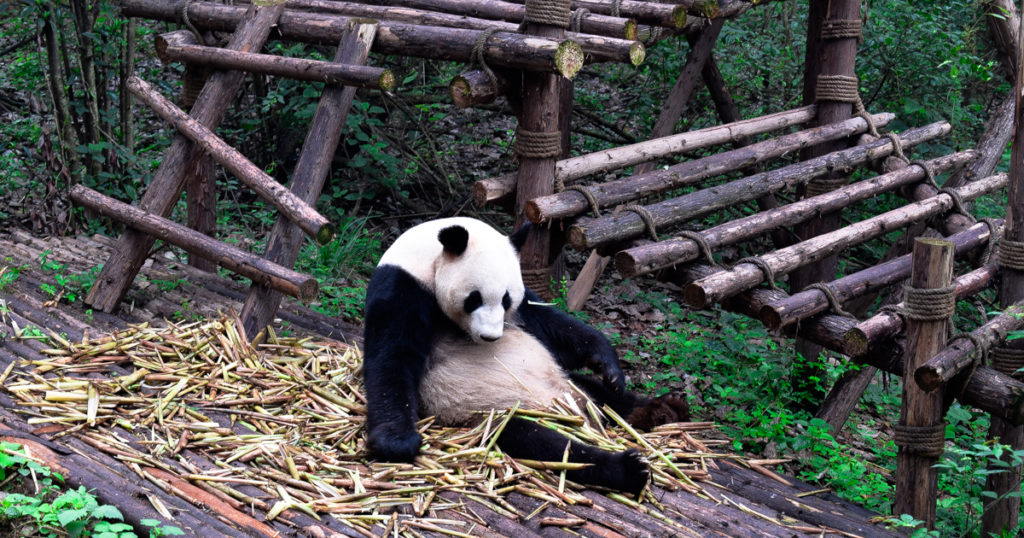 Panda Breeding Sanctuary