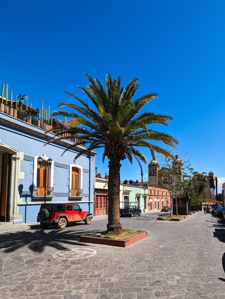 Palm Tree in Oaxaca City