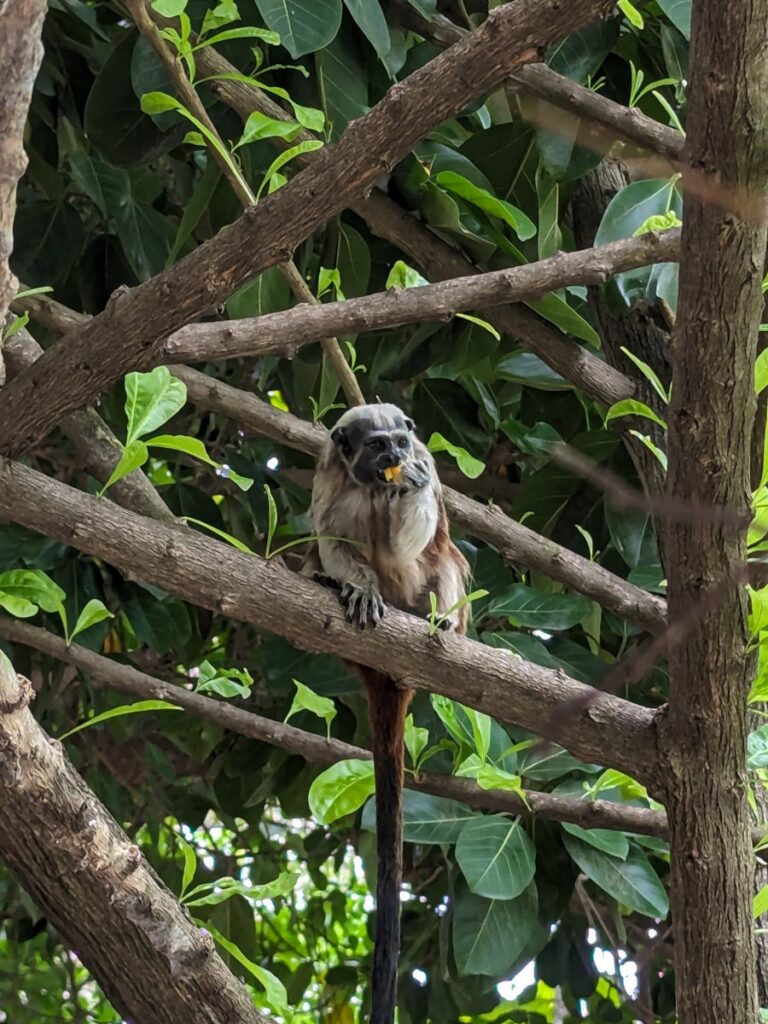 Monkey in Cartagena Park