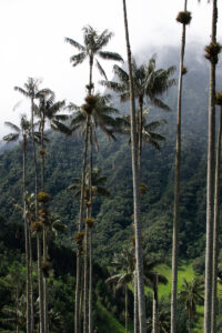 Cocora Valley Palms