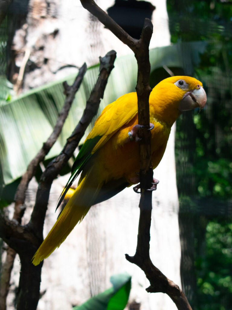 Iguazu Falls Brazil Bird Sanctuary