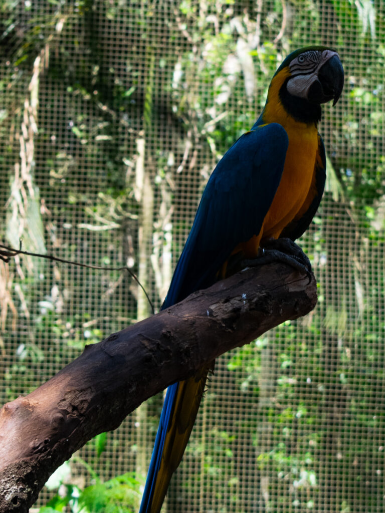 Iguazu Falls Brazil Bird Sanctuary